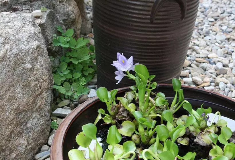 Pension (Hôtel basse catégorie) Dukmanjae