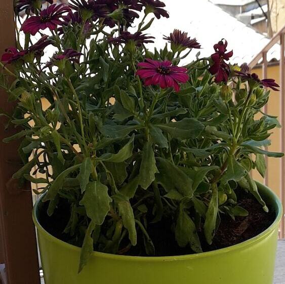 مبيت وإفطار Sogni D Oro