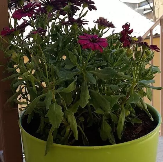 تختخواب و صبحانه Sogni D Oro