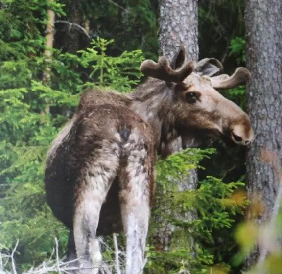 Отель Wärdshuset Klarälvdalen