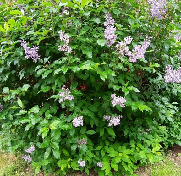 בית מלון כפרי Wärdshuset Klarälvdalen