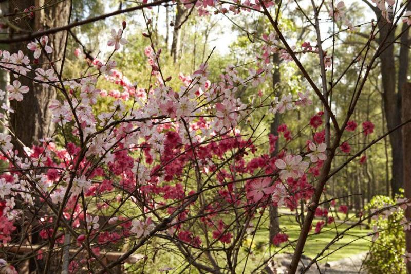 Wild Woods At Pokolbin