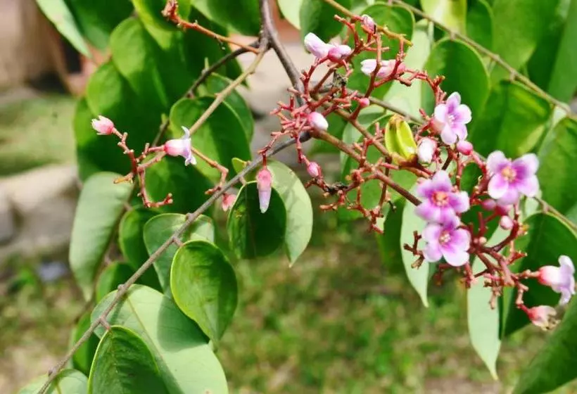 Majatalo Naraya Resort