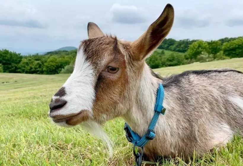 ホテル Kyukamura Taishakukyo