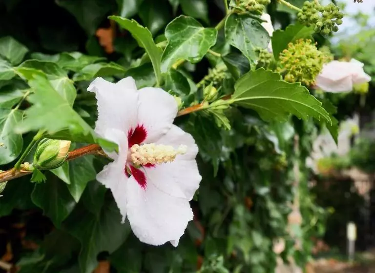 פנסיון L'evidence