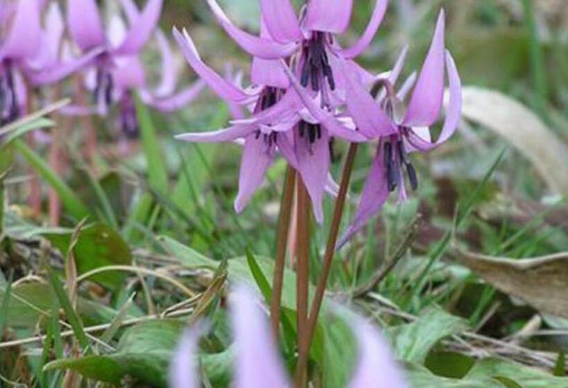 בית מלון כפרי Kyukamura Oku Musashi