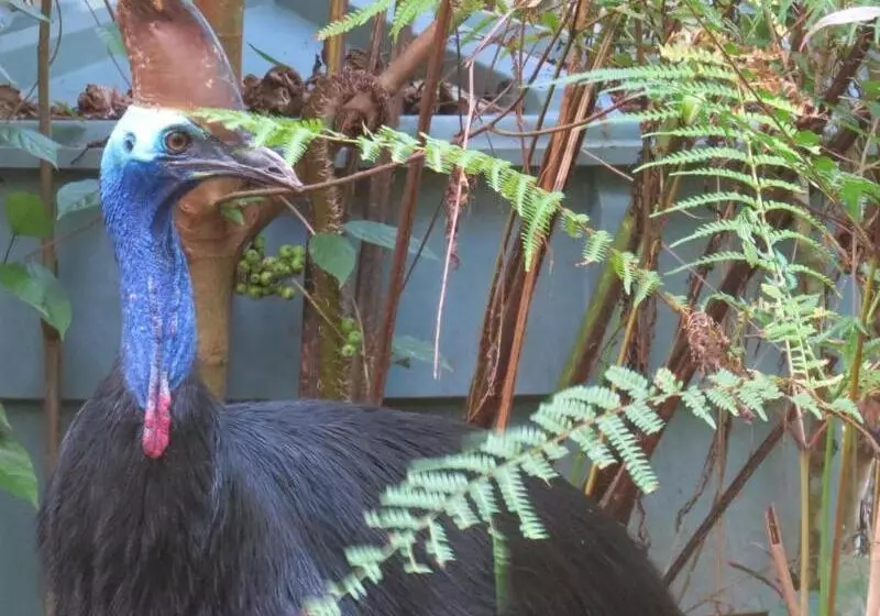 Мотель Daintree Rainforest Retreat