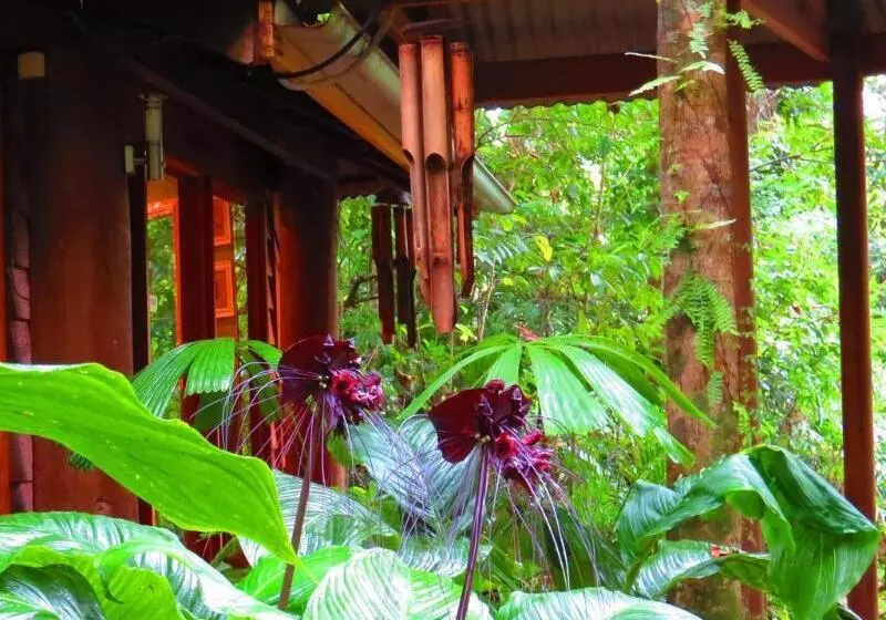 Мотель Daintree Rainforest Retreat