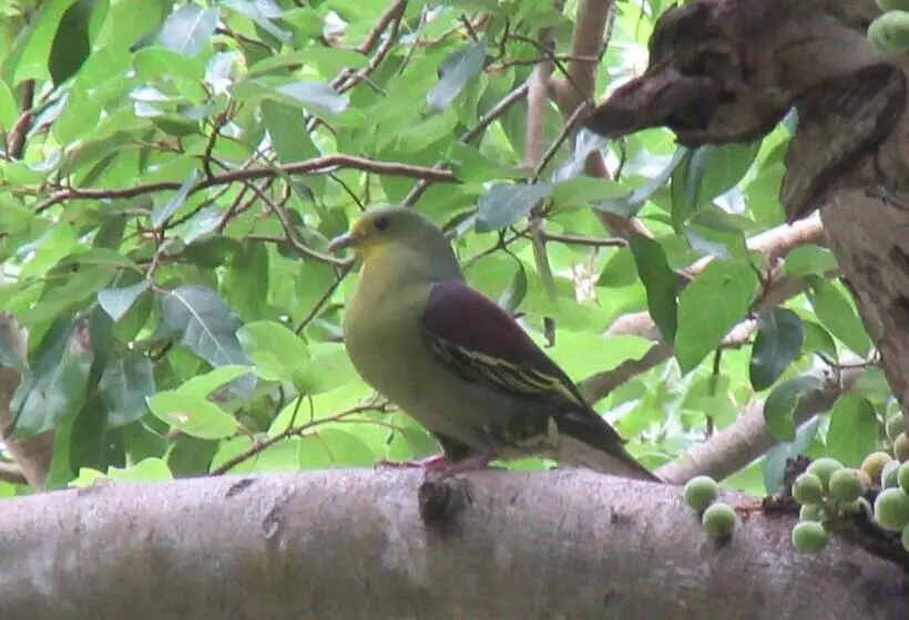 ホテル Dambulu Oya Family Park