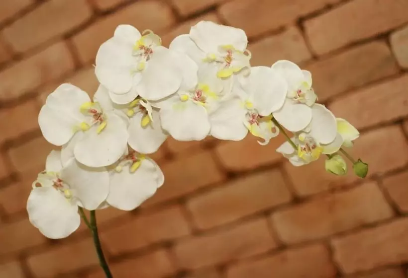 酒店 Petit Village Icarai