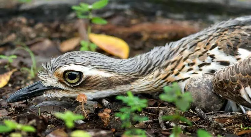 住宿加早餐  Sealords