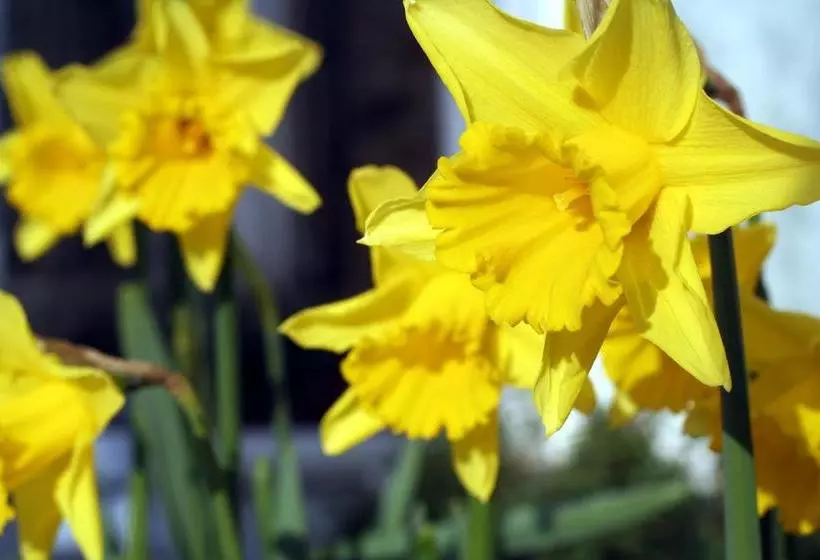 Bed and Breakfast Glencree House