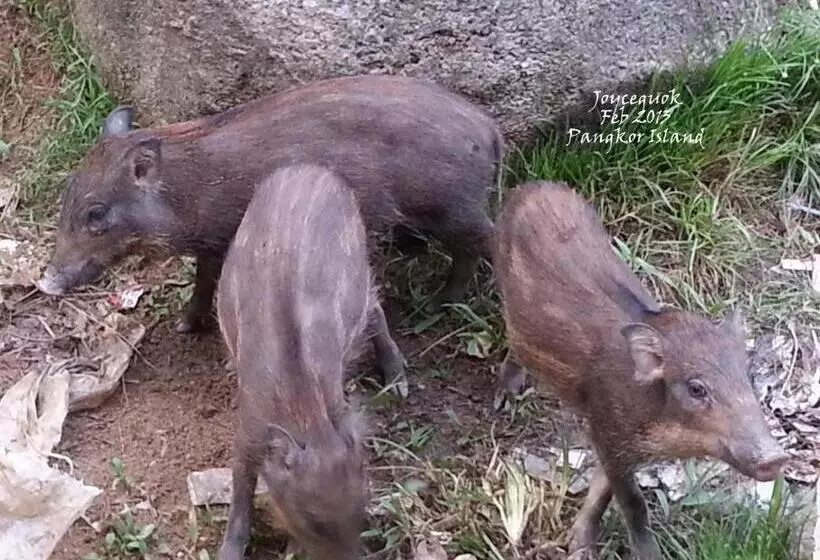 Hotel Pangkor Guesthouse Spk