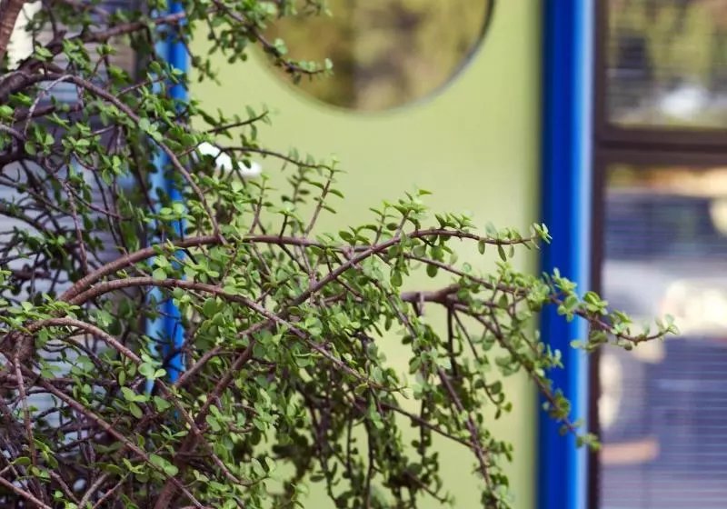 Esperance Island View Apartments