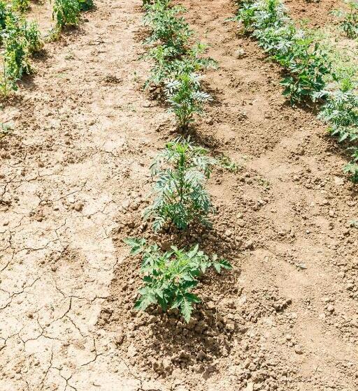 Bed and Breakfast The Babcock House