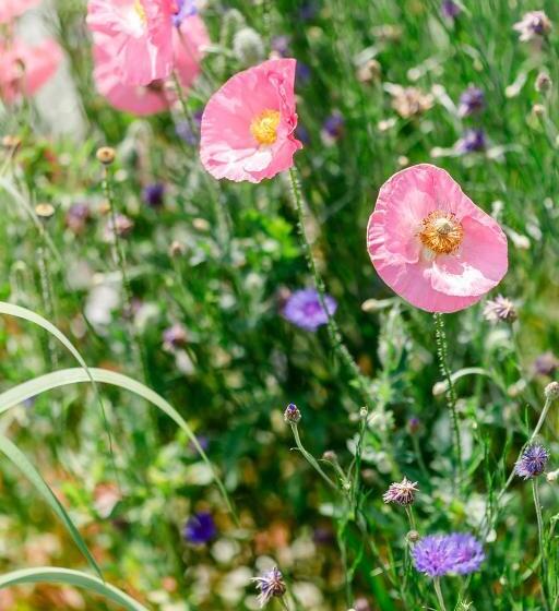Bed and Breakfast The Babcock House