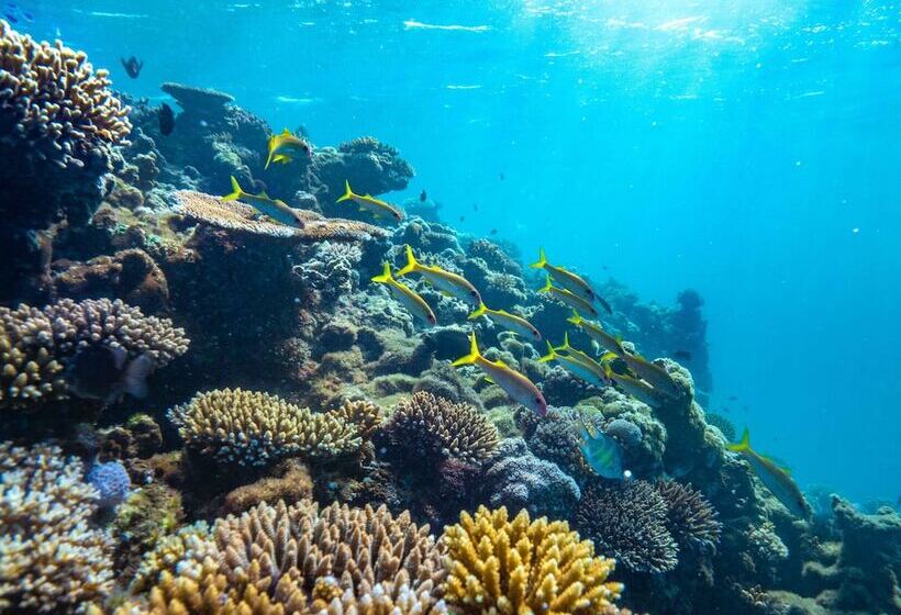 فندق Royal Davui Island Resort   Adults Only