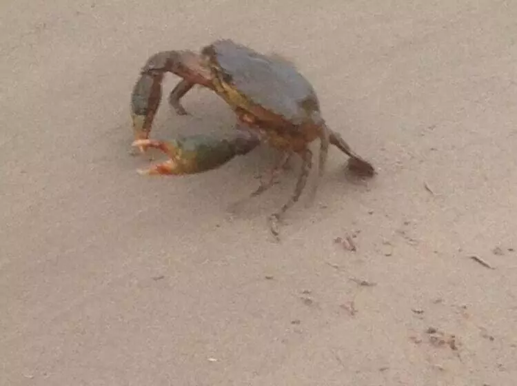 Saltwater Villas  Pet Friendly Accommodation