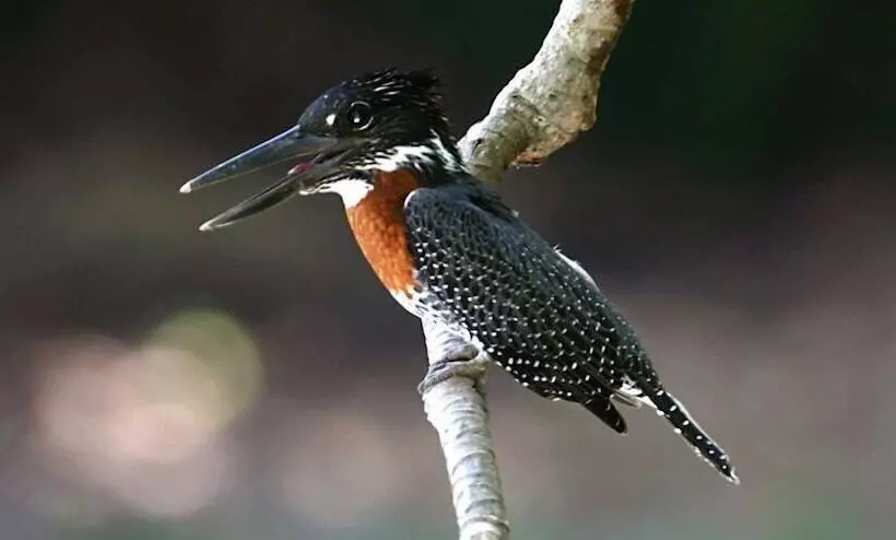 هتل Tanji Bird Reserve Eco Lodge   Adults Only