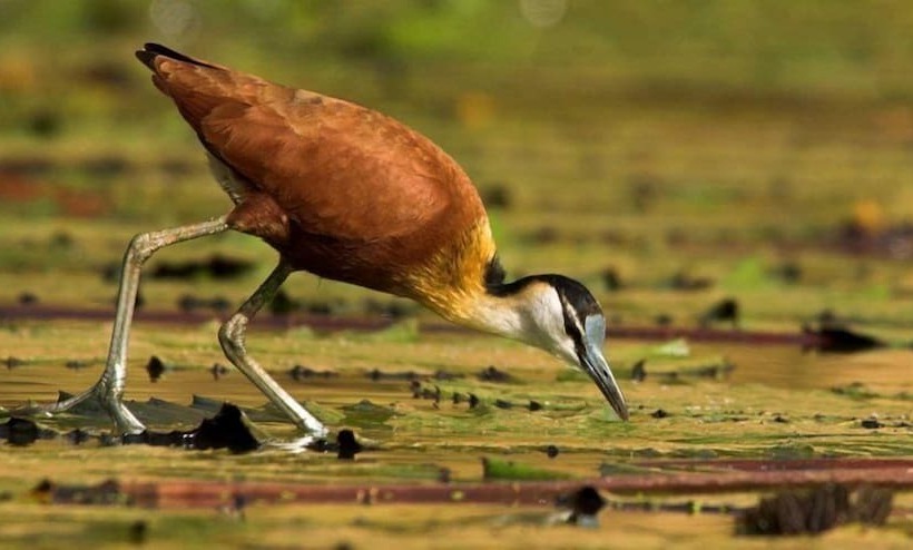 هتل Tanji Bird Reserve Eco Lodge Adults Only