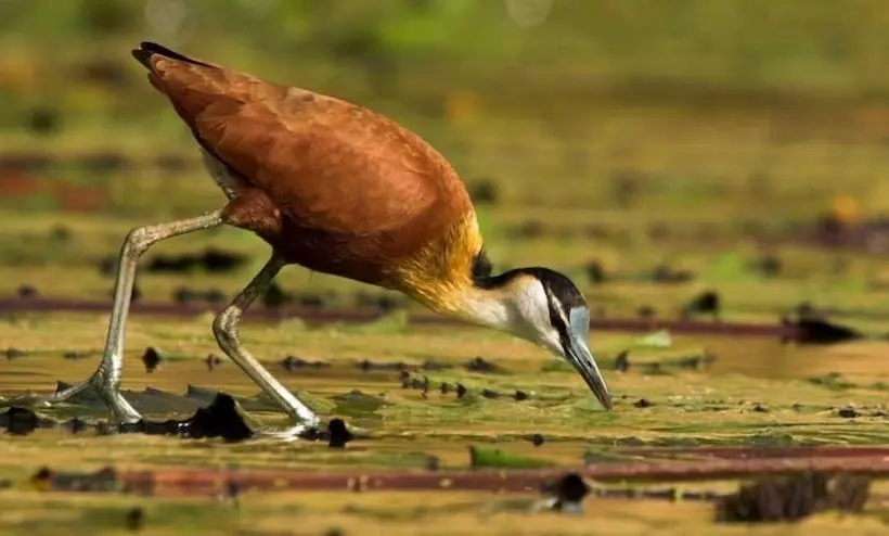 هتل Tanji Bird Reserve Eco Lodge   Adults Only