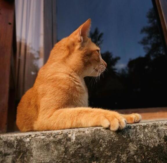 הוסטל Pai Kiniman Resort