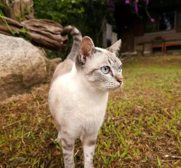 ホテル Pai Kiniman Resort