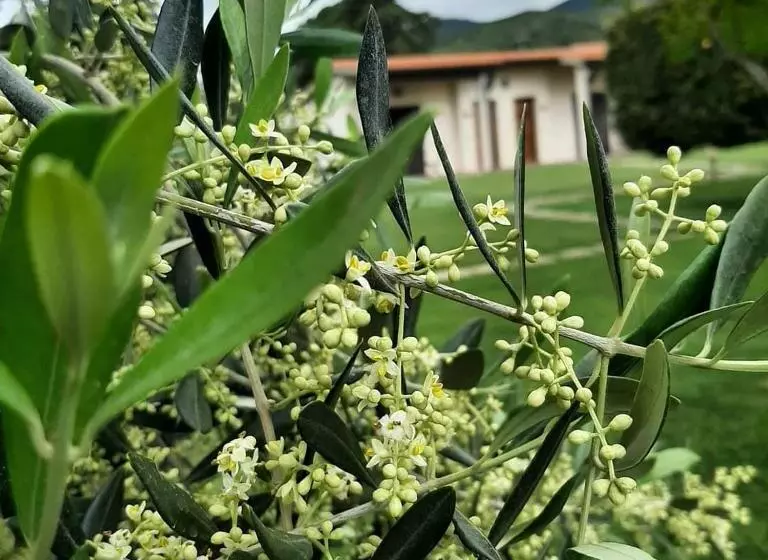 هتل Agriturismovalbona