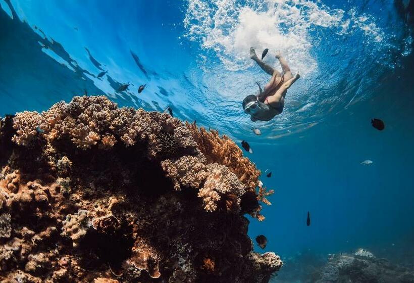 פנסיון Rose Apartments