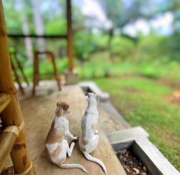 פנסיון Rose Apartments