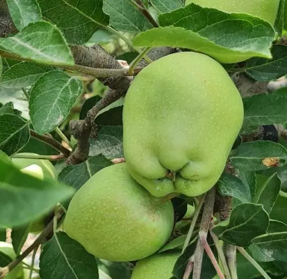 ホテル Aalayam Chail