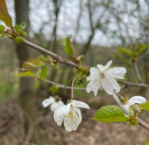 פנסיון La Canopée Des Arbres, Anna