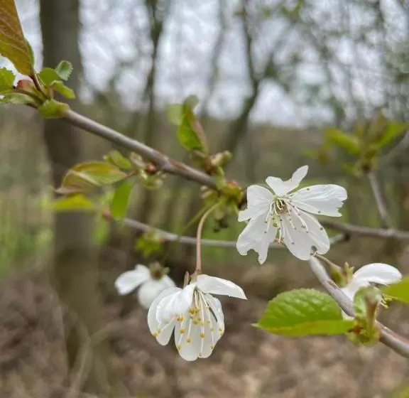 ペンション La Canopée Des Arbres, Anna