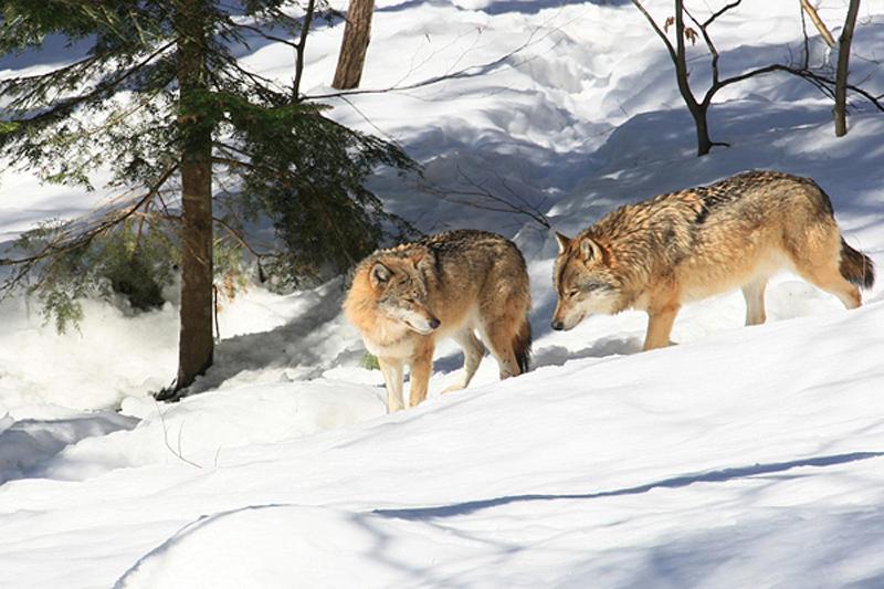 酒店 Pension Bayerwald