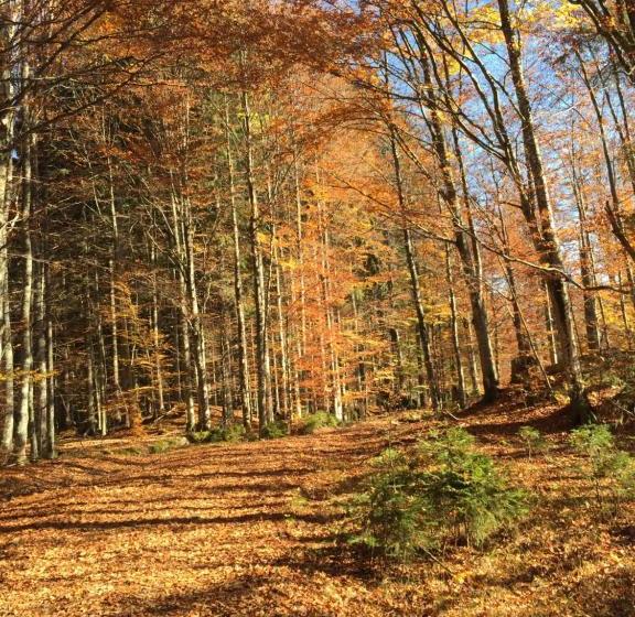 酒店 Pension Bayerwald