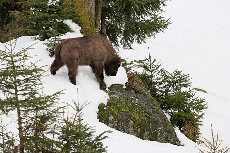 酒店 Pension Bayerwald