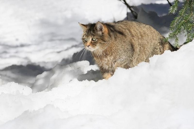 酒店 Pension Bayerwald