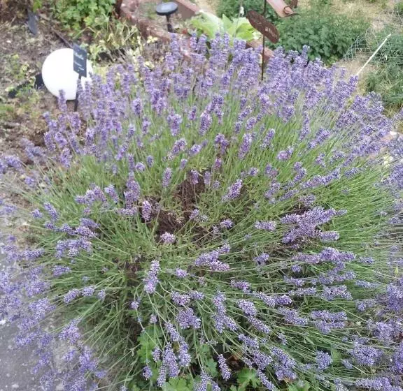 Hotelli Landhaus Weber