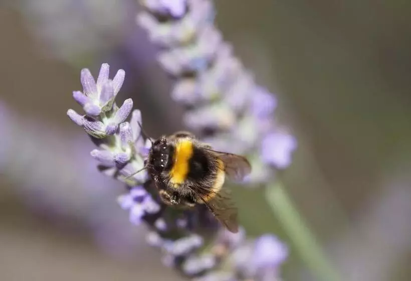 Hotelli Gasthaus & Pension Lisas Welt Wasserkuppe