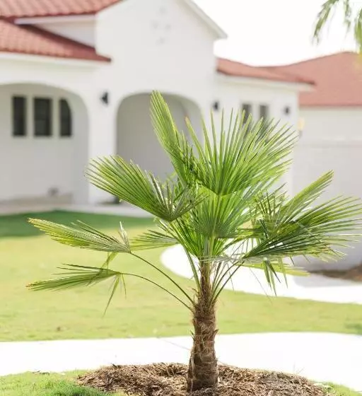 Lomakeskus La Palmilla Texas