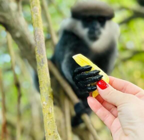 פנסיון Museum Villa 09