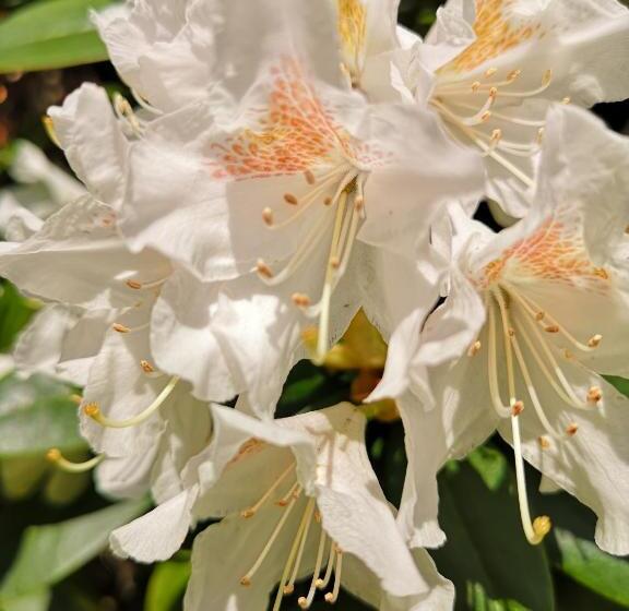 酒店 Zur Querensteder Mühle