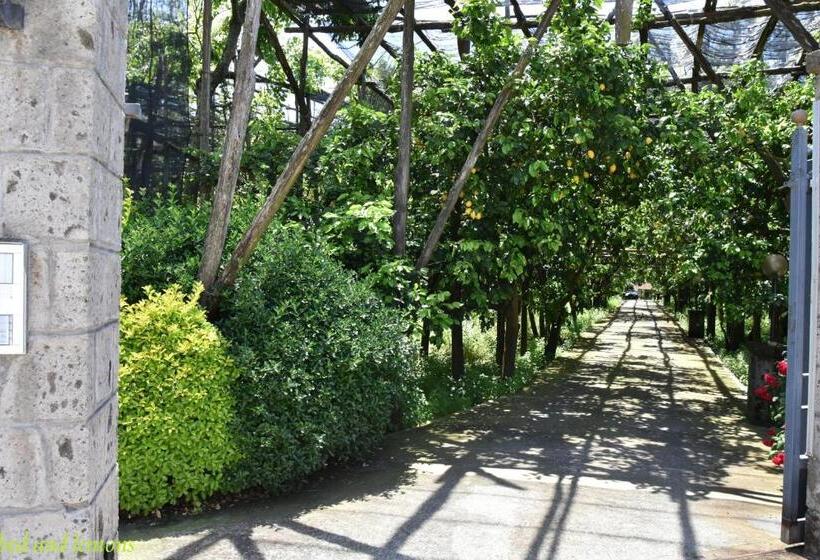 ホテル Bed And Lemons