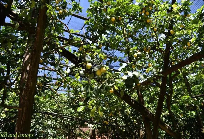 هتل Bed And Lemons