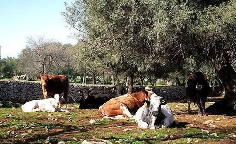 ホテル Fattoria Terra E Libertà