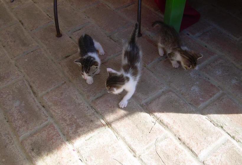 호텔 Locanda Strada Della Marina