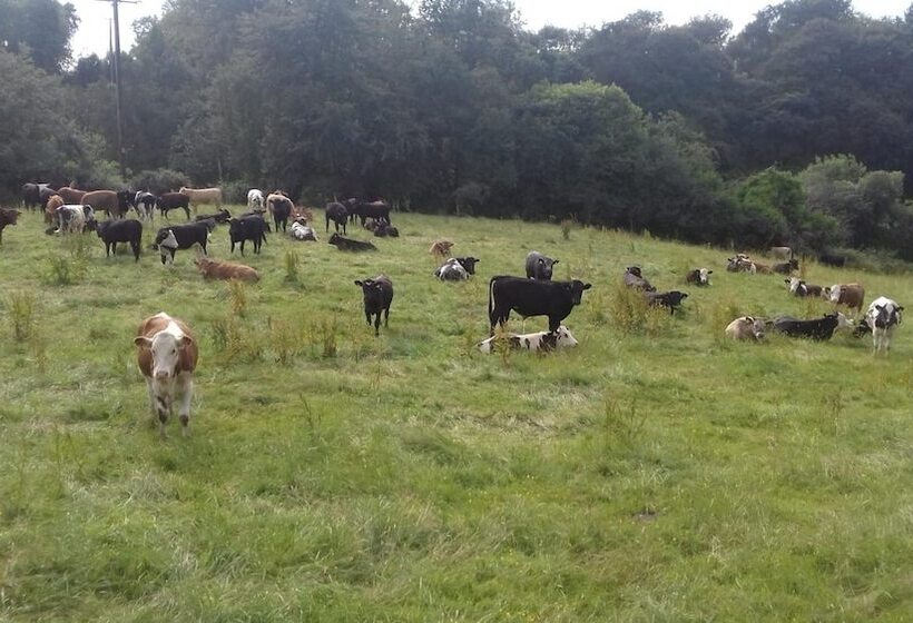 مبيت وإفطار Dundrum House