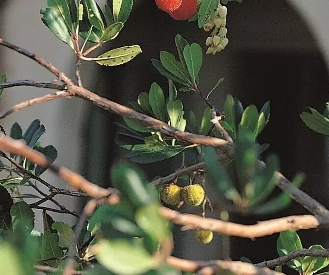 ホテル Podere Il Pino