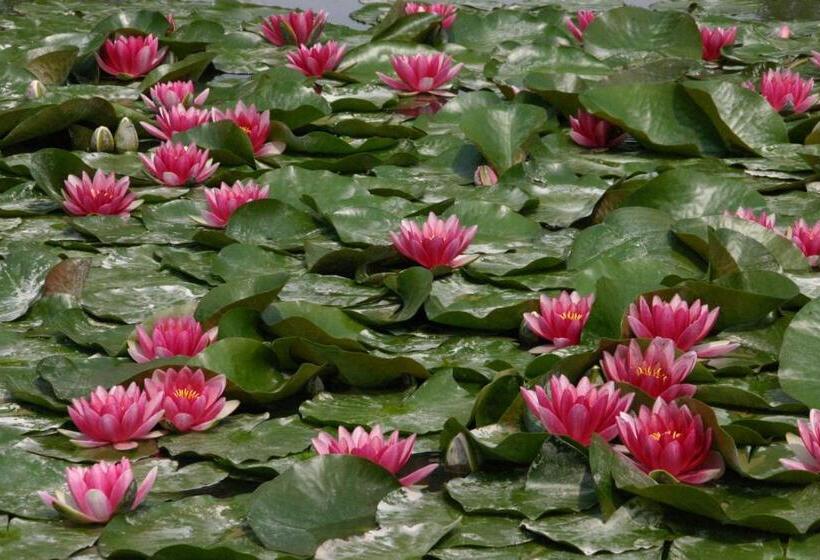 酒店 Villa Dei Dogi