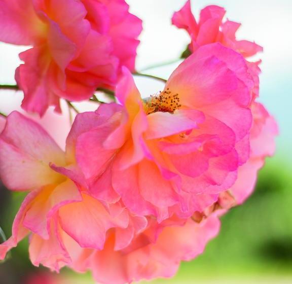 Hotel Garni Alpenblick